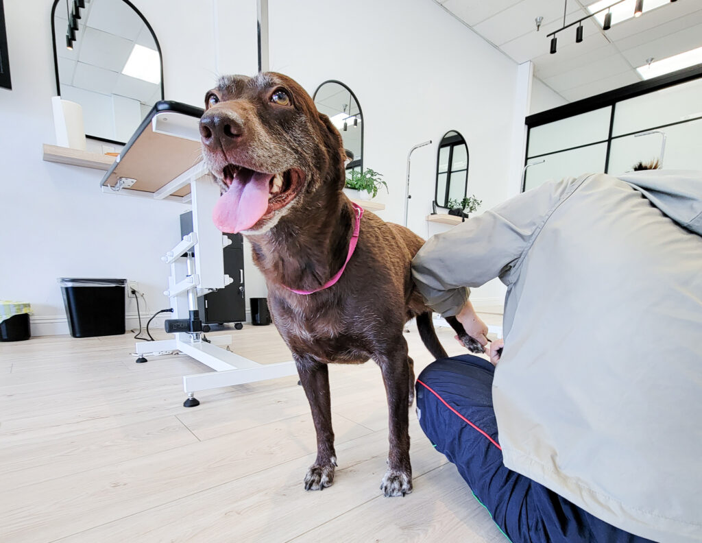 Dog Nail Trim Huntington Beach