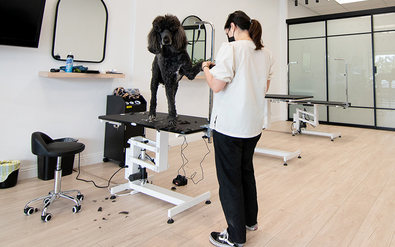 dog-grooming-huntington-beach