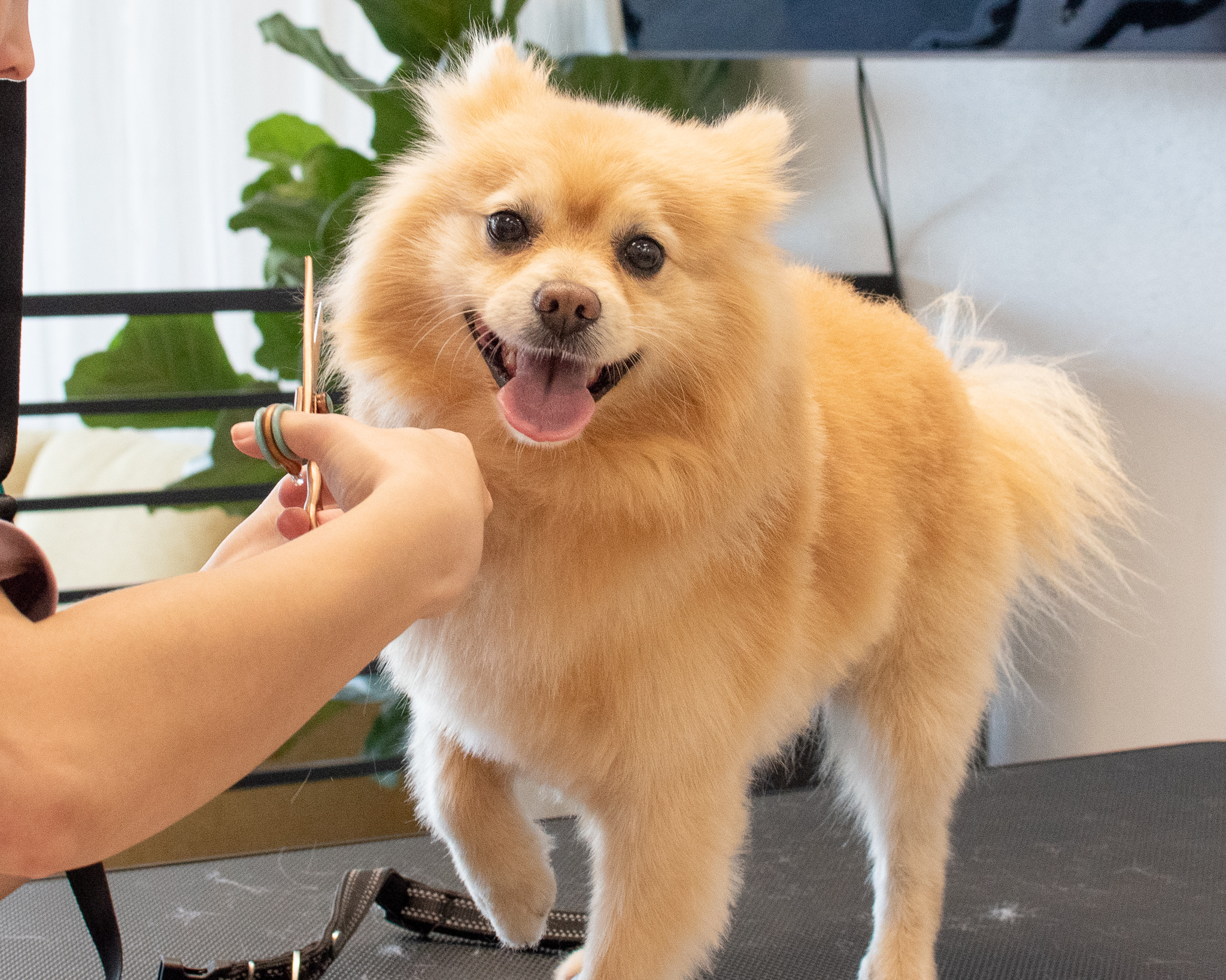 Pomeranian Grooming Huntington Beach